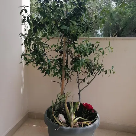 アパート Makis アリラス