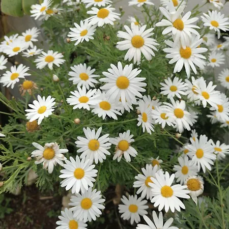 Makis * アリラス