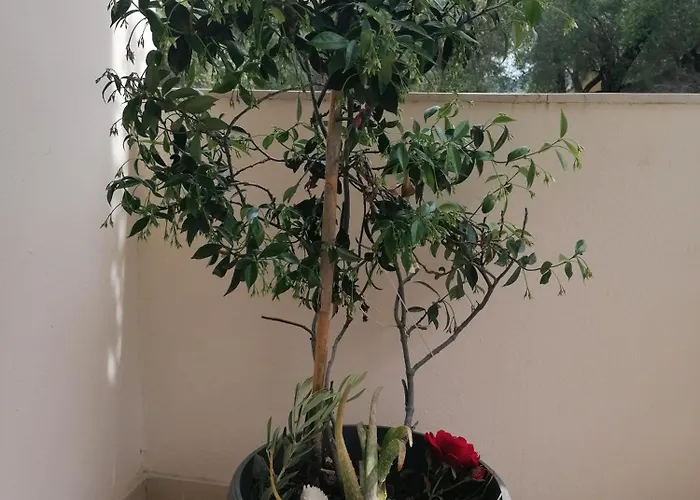 Appartement Makis Arillas (Corfu)