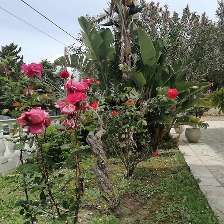 Makis * Arillas (Corfu)